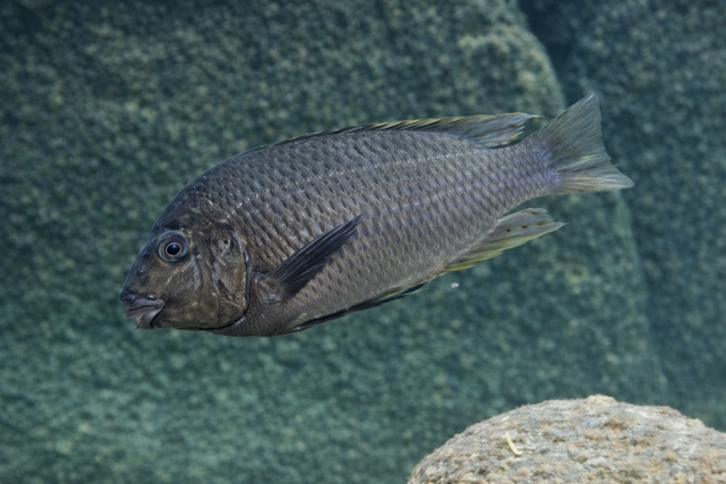 Petrochromis sp. 'blue giant' Cape Mpimbwe